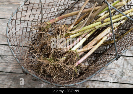 Gemeinsamen Baldrian, Wurzel, Wurzeln, Baldrianwurzeln, Echter Baldrian, Wurzel, Wurzeln, Baldrian-Wurzeln, Valeriana officinalis Stockfoto