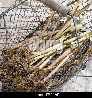 Gemeinsamen Baldrian, Wurzel, Wurzeln, Baldrianwurzeln, Echter Baldrian, Wurzel, Wurzeln, Baldrian-Wurzeln, Valeriana officinalis Stockfoto