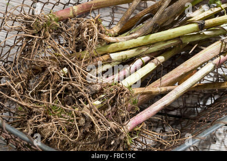 Gemeinsamen Baldrian, Wurzel, Wurzeln, Baldrianwurzeln, Echter Baldrian, Wurzel, Wurzeln, Baldrian-Wurzeln, Valeriana officinalis Stockfoto