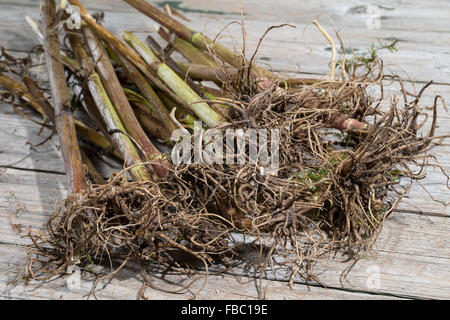 Gemeinsamen Baldrian, Wurzel, Wurzeln, Baldrianwurzeln, Echter Baldrian, Wurzel, Wurzeln, Baldrian-Wurzeln, Valeriana officinalis Stockfoto