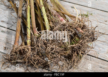 Gemeinsamen Baldrian, Wurzel, Wurzeln, Baldrianwurzeln, Echter Baldrian, Wurzel, Wurzeln, Baldrian-Wurzeln, Valeriana officinalis Stockfoto