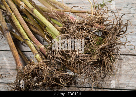 Gemeinsamen Baldrian, Wurzel, Wurzeln, Baldrianwurzeln, Echter Baldrian, Wurzel, Wurzeln, Baldrian-Wurzeln, Valeriana officinalis Stockfoto