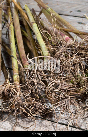 Gemeinsamen Baldrian, Wurzel, Wurzeln, Baldrianwurzeln, Echter Baldrian, Wurzel, Wurzeln, Baldrian-Wurzeln, Valeriana officinalis Stockfoto