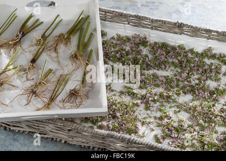 Gemeinsamen Baldrian, Wurzel, Wurzeln, Blüten, Baldrianwurzeln, Echter Baldrian, Wurzel, Wurzeln, Blüten, Valeriana Officinalis Stockfoto