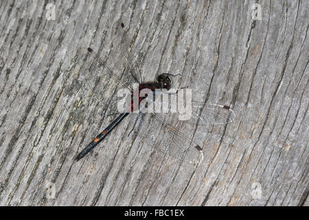 White-faced Darter, kleine Whiteface, Männlich, Kleine Moosjungfer, Männchen, Leucorrhinia Dubia, Leucorhinia Dubia Stockfoto