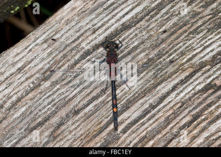 White-faced Darter, kleine Whiteface, Männlich, Kleine Moosjungfer, Männchen, Leucorrhinia Dubia, Leucorhinia Dubia Stockfoto