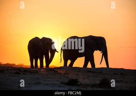 Zwei Elefanten in die Silhouette bei Sonnenuntergang Stockfoto