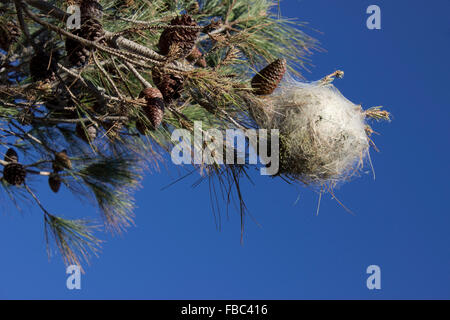 Zelt der Kiefer Raupe (Kiefer Pinienprozessionsspinner) SP. Thaumetopoea Pityocampa von einem Kiefer Ast hängen. Griechenland Stockfoto