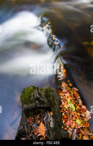 Auf einem Felsen im Fluss Barle Blätter im Herbst. Exmoor Nationalpark, Somerset, England Stockfoto