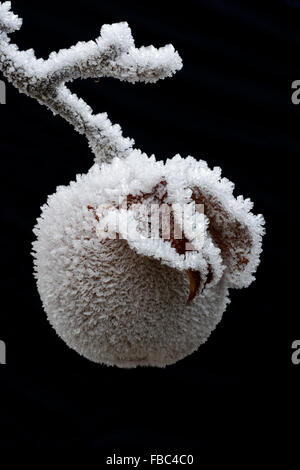 Apfel Mit Raureif / Apple mit Raureif Stockfoto