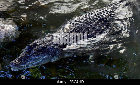 Eine Nil-Krokodil aus dem Wasser Stockfoto