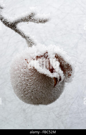 Apfel Mit Raureif / Apple mit Raureif Stockfoto