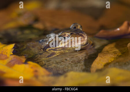 Grasfrosch; Rana Temporaria Single im Teich; Cornwall; UK Stockfoto