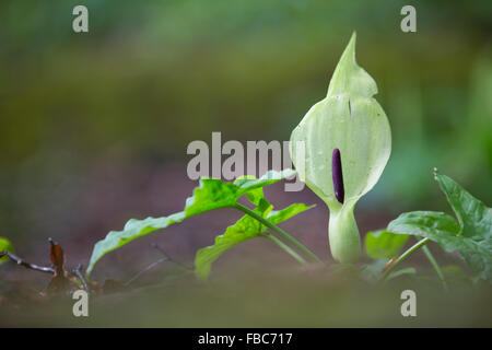 Kuckuck Pint; Arum Maculatum Blütenständen; Cornwall; UK Stockfoto