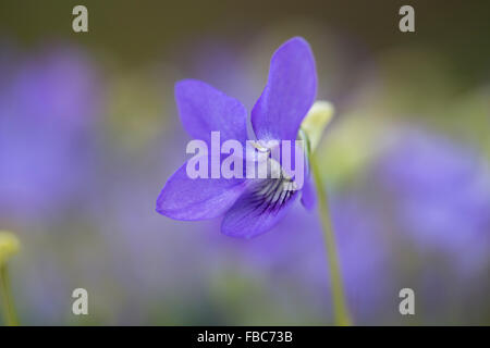 Hund-violett; Viola Riviniana Blume; Cornwall; UK Stockfoto