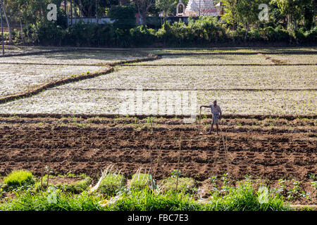 Sri Lanka Bauern Felder Vorbereitung, Pflanzung, Sri Lanka, Asien Stockfoto