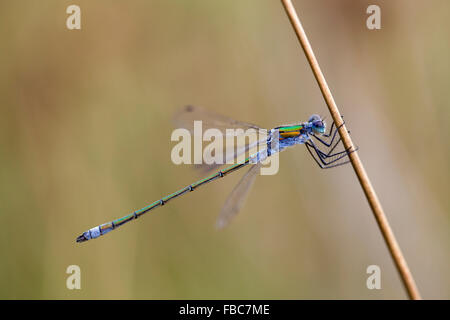 Emerald Damselfly; Lestes Sponsa einzigen männlichen auf Stamm Cornwall; UK Stockfoto