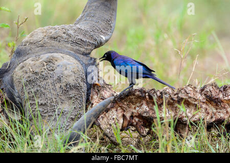 Rüppell Starling, Queen Elizabeth National Park, Uganda Stockfoto