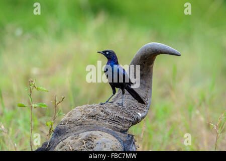 Rüppell Starling, Queen Elizabeth National Park, Uganda Stockfoto