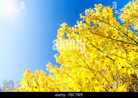 Buche Äste mit gelben getrocknete Blätter und leuchtend blauen Herbsthimmel Stockfoto