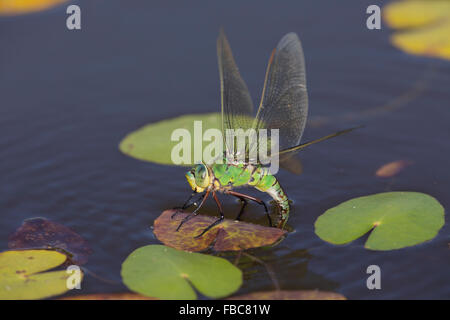 Kaiser Libelle; ANAX Imperator einzigen weiblichen Legeverhalten Cornwall; UK Stockfoto