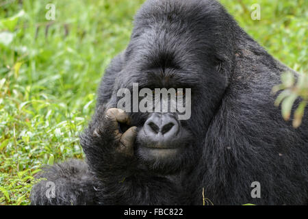 Silberrücken, Berggorilla, Mgahinga-Gorilla-Nationalpark, Uganda Stockfoto