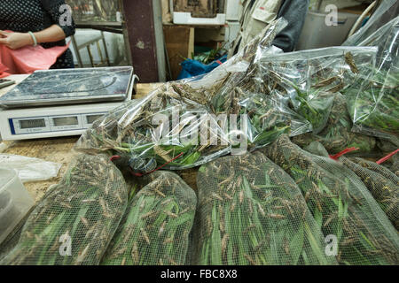 Heuschrecken zum Verkauf an der Yuen Po Vogelmarkt Garten in Mongkok, Hong Kong Stockfoto