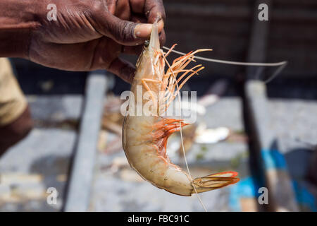 Fischers Hand hält frisch gefangen, Garnelen oder Bay Garnelen, Sri Lanka, Asien Stockfoto
