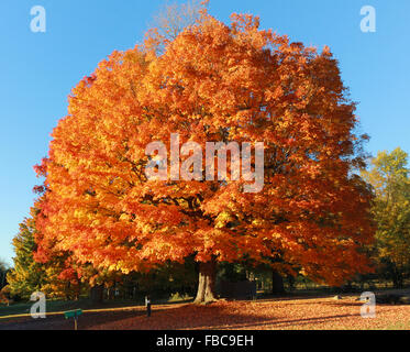 Grossbaum mit leuchtend Orange und rote Blätter mit blauem Himmel. Oktober 2014 fotografiert in Berkshire Massachusetts. Stockfoto