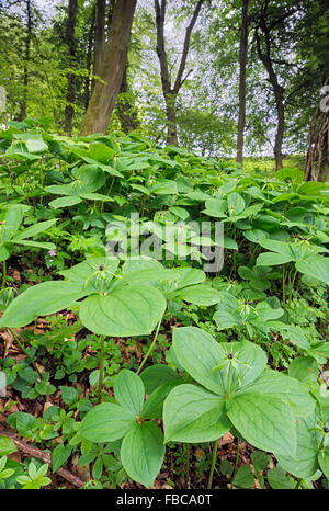 Einbeere Paris Quadrifolia Nahaufnahme Blume in freier Wildbahn Stockfoto