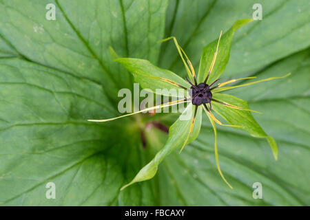 Einbeere Paris Quadrifolia Nahaufnahme Blume Stockfoto