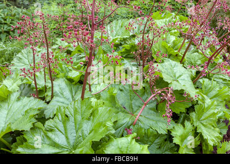 Darmera peltata, indische Rhabarber- oder Regenschirmpflanze, frische neue große Blätter und verblassende Blüten Stockfoto