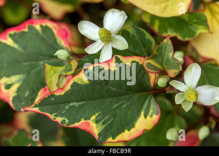 Houttuynia Cordata mehrjährige Blumen für schattige Teile eines Gartens bekannt als Echsenschwanz, Chamäleon-Pflanze, Telekie, fishwort Stockfoto