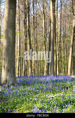 Die bluebells Blumen im Frühling in Hallerbos, Halle, Belgien Stockfoto