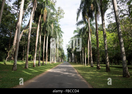 Eine lange Reihe von Palmen entlang der Royal Palm Avenue in Royal Peradeniya Botanical Gardens 5,5 km westlich von Kandy in Sri Lanka Stockfoto