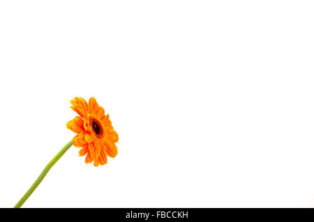 Orange Gerbera, isoliert auf weiss Stockfoto