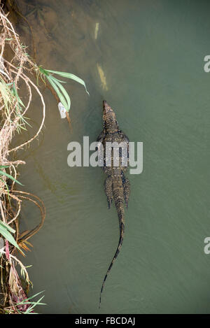 Ein asiatischer Wassermonitor (Varanus Salvator) hat eine breite Schnauze. Es wird auch als Mugger-Krokodil oder Marschkrokodil bezeichnet. Sie sucht nach Nahrung Stockfoto