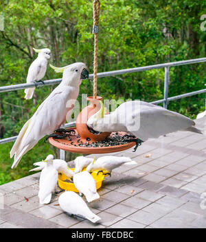 Australien, einheimische Wildtiere füttern Schwefel crested Kakadus, Cacatua galerita Stockfoto