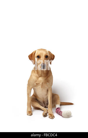 2 Jahre alte gelbe Labrador Retriever Hund mit verbundenem Bein wegen einer Verletzung der abgeschnittenen Pfote Pad im Studio fotografiert. Stockfoto