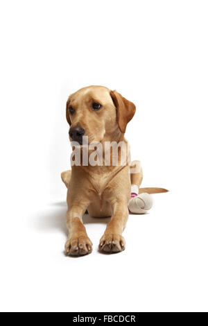 2 Jahre alte gelbe Labrador Retriever Hund mit verbundenem Bein wegen einer Verletzung der abgeschnittenen Pfote Pad im Studio fotografiert. Stockfoto