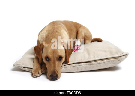 2 Jahre alte gelbe Labrador Retriever Hund mit verbundenem Bein wegen einer Verletzung der abgeschnittenen Pfote Pad im Studio fotografiert. Stockfoto