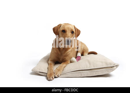 2 Jahre alte gelbe Labrador Retriever Hund mit verbundenem Bein wegen einer Verletzung der abgeschnittenen Pfote Pad im Studio fotografiert. Stockfoto