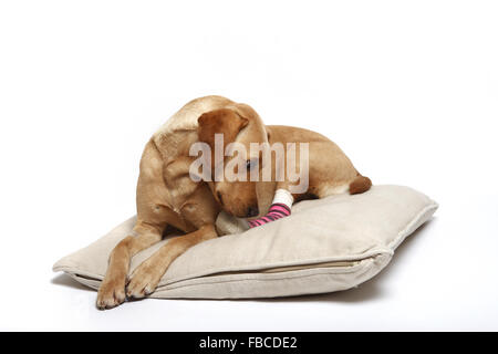 2 Jahre alte gelbe Labrador Retriever Hund mit verbundenem Bein wegen einer Verletzung der abgeschnittenen Pfote Pad im Studio fotografiert. Stockfoto