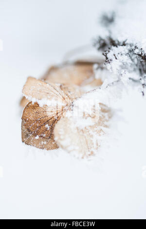 Gefrostet Hortensien blühen im Winter im Freien mit Schnee bedeckt Stockfoto