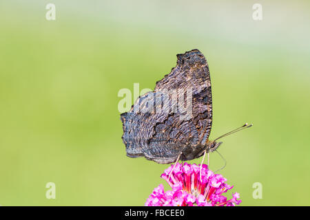 Tagpfauenauge sammeln Nektar auf einer Buddleja-Blume Stockfoto