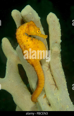 Weibliche dickbäuchige Seepferdchen, Hippocampus Abdominalis in Kurnell, New-South.Wales, Australien. Stockfoto