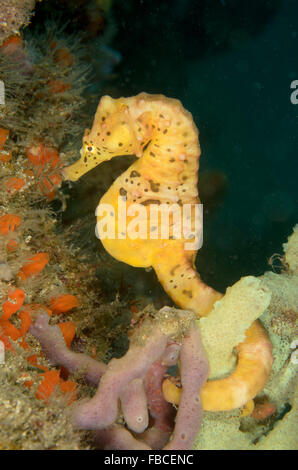 Weibliche dickbäuchige Seepferdchen, Hippocampus Abdominalis in Kurnell, New-South.Wales, Australien. Stockfoto