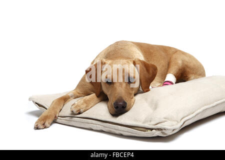 2 Jahre alte gelbe Labrador Retriever Hund mit verbundenem Bein wegen einer Verletzung der abgeschnittenen Pfote Pad im Studio fotografiert. Stockfoto