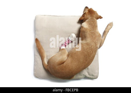 2 Jahre alte gelbe Labrador Retriever Hund mit verbundenem Bein wegen einer Verletzung der abgeschnittenen Pfote Pad im Studio fotografiert. Stockfoto