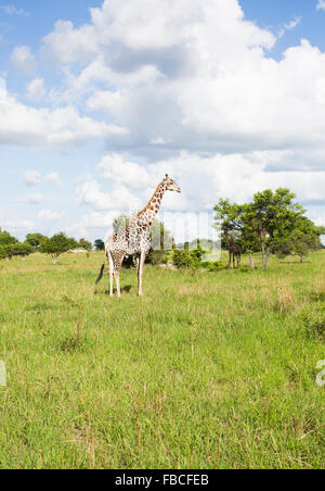 Giraffen in freier Wildbahn Stockfoto